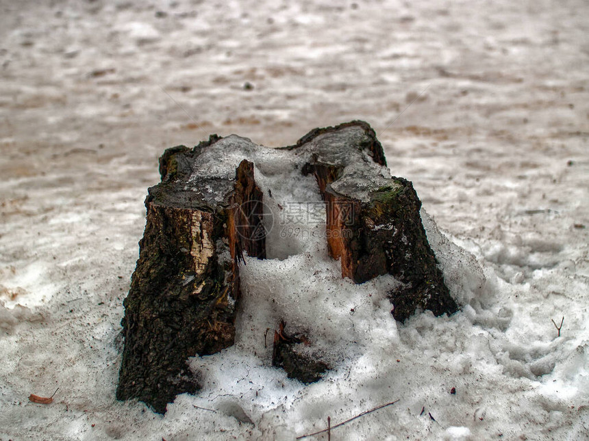 雪下森林中的老树桩莫斯科图片