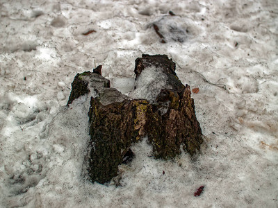 雪下森林中的老树桩莫斯科图片