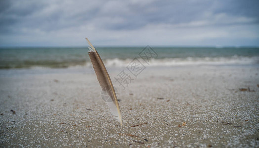 海鸥羽毛向大海韵律图片