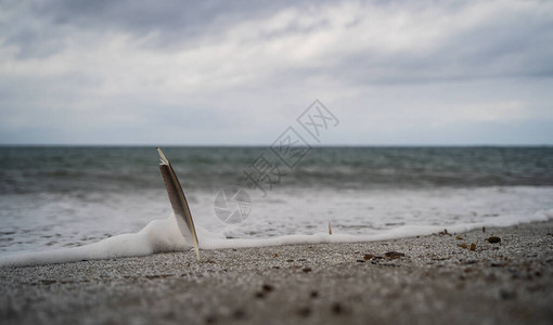 海鸥羽毛向大海韵律图片