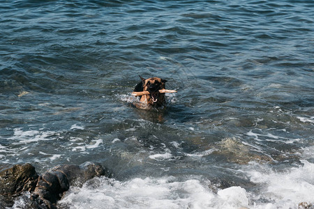 一只红黑德国牧羊人正在海中游泳和玩棍子狗在清澈的池塘里洗图片