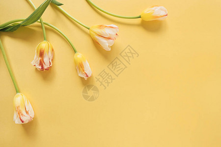 黄色郁金香花在黄色背景上节日图片