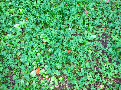 夏季绿草三叶草背景图片