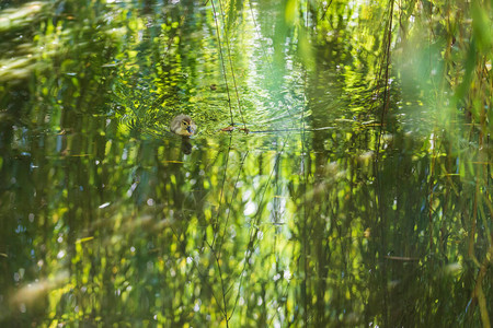 一只年轻的鸭子在柳树下水上游泳其反射图片