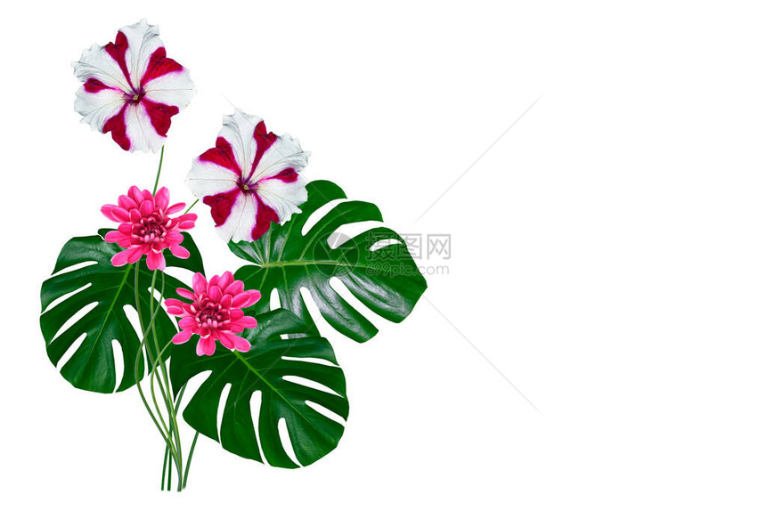 孤立在白色背景上的热带龟背竹的绿叶新鲜的植物五颜六色的鲜图片