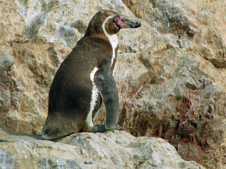 企鹅站在巴列斯塔群岛的岩石上帕图片