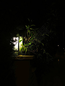 夜间照明树枝的路灯图片