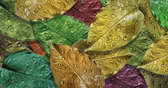 多色秋天落下的叶子在水滴纹理背景中雨背景图片