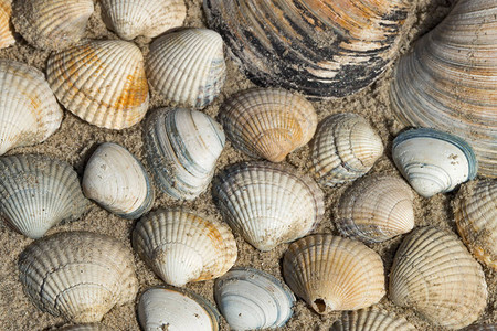 北海滩上的贝壳图片