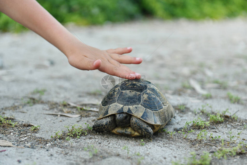可爱的手小心的孩子的手接触到野生动物的乌龟走在空中你可以看到一个小孩的图片