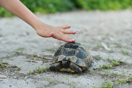 quot枣quot到你可爱的手小心的孩子的手接触到野生动物的乌龟走在空中你可以看到一个小孩的背景