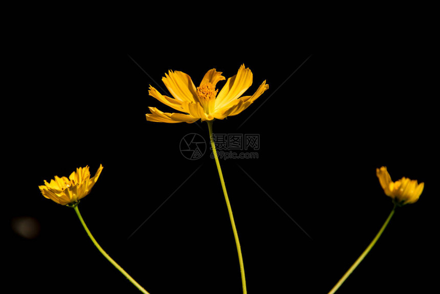 黑色背景上的黄色花朵图片