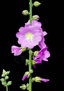 天然植物天然花卉照片图片