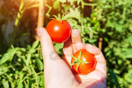 农夫拿着新鲜成熟的红番茄户外农贸市场有机蔬菜图片