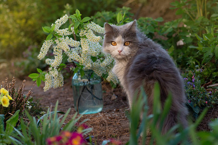 有吸引力的猫在花园外面放松春天花间欢快的猫秋季花园户外快背景图片