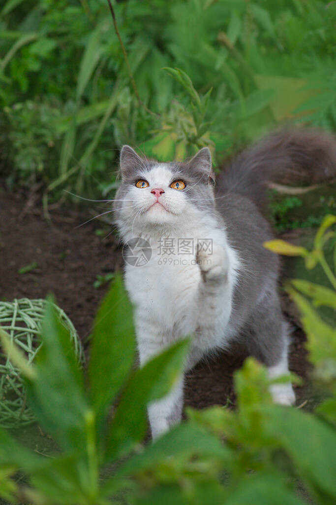 有吸引力的猫在花园外面放松春天花间欢快的猫秋季花园户外快图片