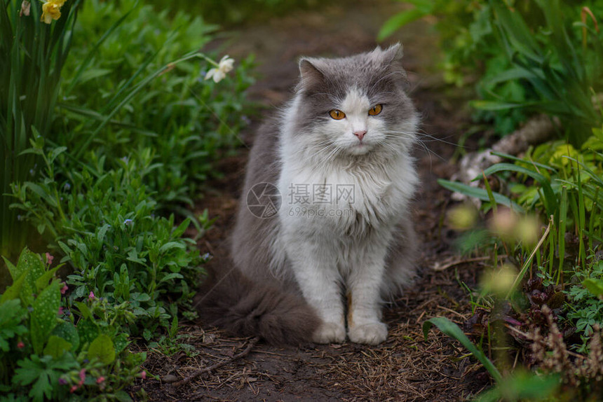 猫在草地上盛开猫在户外开花猫在花园里盛开的花朵附近摆姿势图片