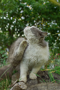 猫在草地上盛开猫在户外开花猫在花园里盛开的花朵附近摆姿势图片
