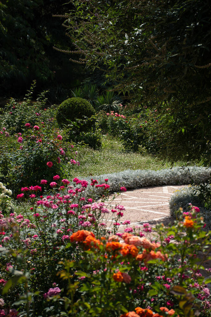 沿途的花坛植物园里的玫瑰花丛垂直花背景种植鲜花和装饰花园五颜图片