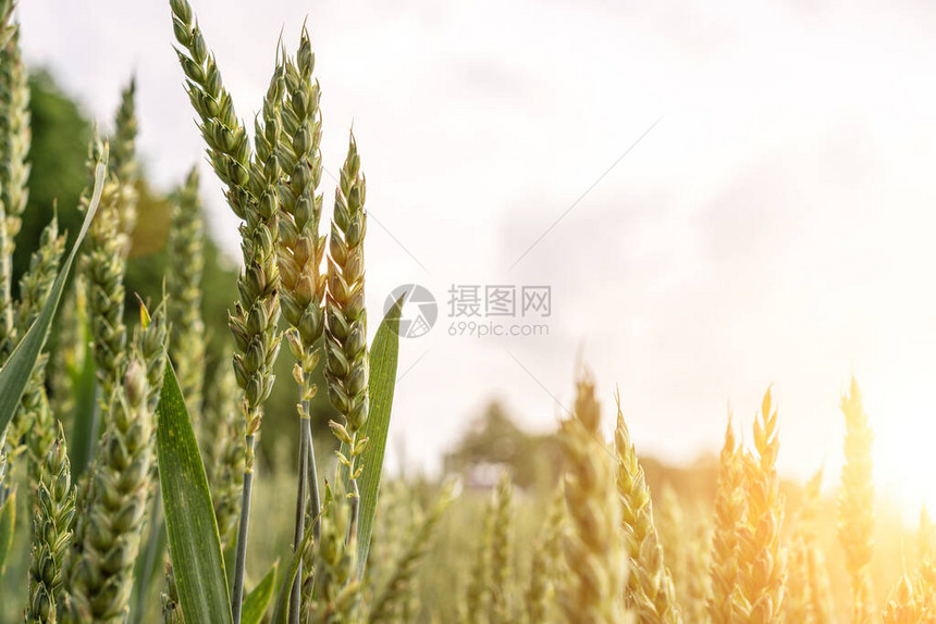 田野农场小麦地貌图片