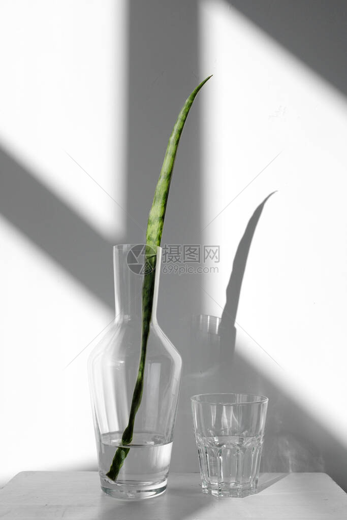 带水的玻璃滗水器中的虎尾兰叶站在白色背景上的白色基座上室内植物Sansevieria在与硬阴影的白色背景上图片