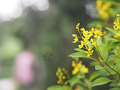 小黄花ThryallisglaucaGalphimiaGoldShower中等灌木深黄色的花序将在花园中绽放的枝末释放背景图片