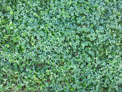 小绿三叶草地上的地毯图片