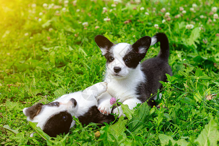 柯基小狗在草地上玩耍草地上的小狗游戏动物宠物遛狗图片
