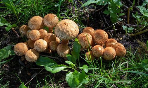 森林草原中大量食用野生蘑菇图片