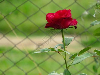 开花在背景红玫瑰花的玫瑰图片