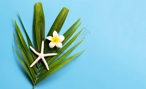 蓝底热带棕榈叶上含有梅风或花朵的海星享受暑假概念复制空格info图片