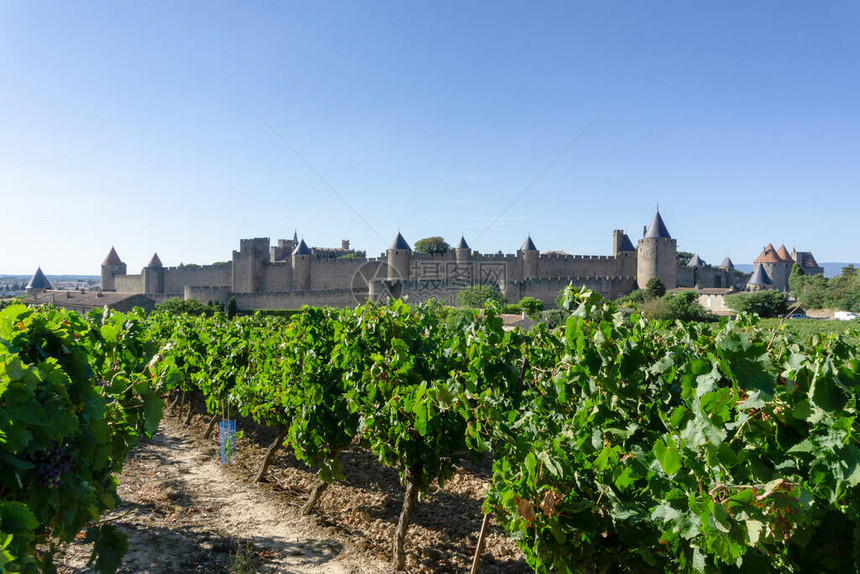 法国Carcassonne背景的香槟葡萄图片