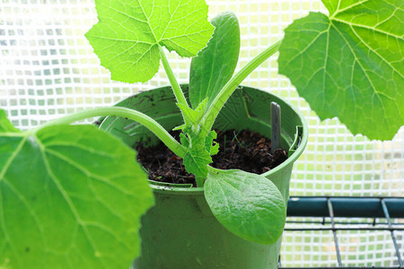 Zucchini在温室的绿锅中幼苗园艺作为业余爱好和图片