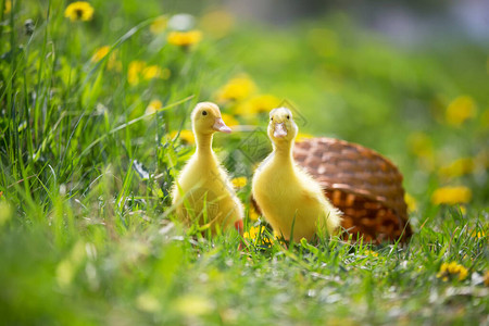 绿草背景上的两只黄色小鸭图片