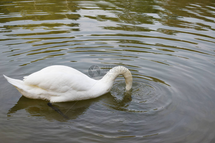 自然环境中的白天鹅将头垂入水图片