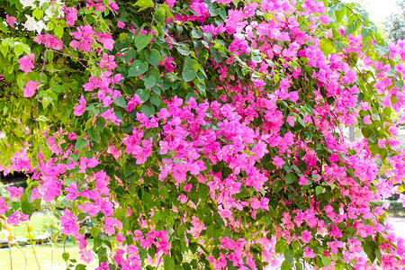 花卉越南富国岛图片