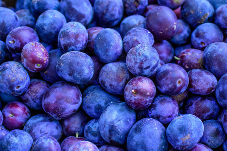果园新鲜成熟的蓝梅子图片