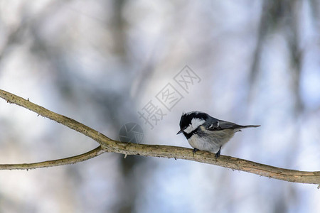 寒冷的冬天一只煤山雀坐在树枝上图片