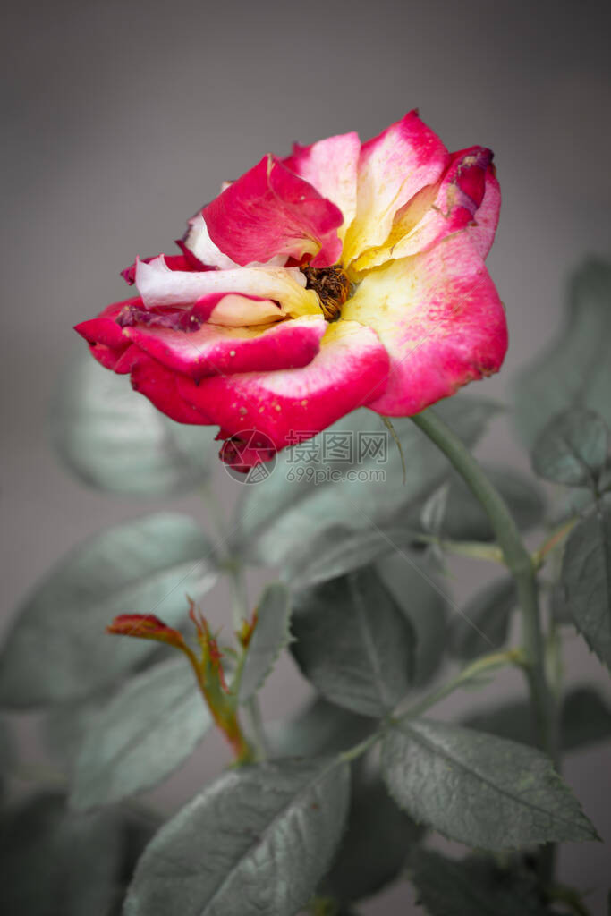 红黄玫瑰在灰色背景图片
