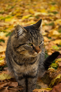 可爱的猫在秋天公园散步秋天的小猫在图片
