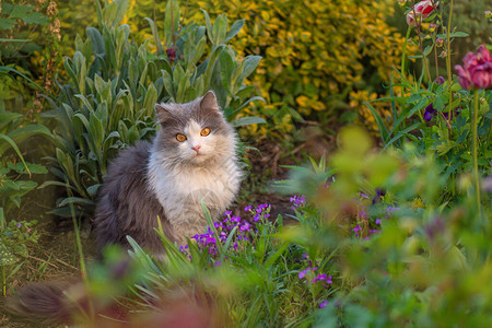 猫在花朵园里闻着花香的味道图片