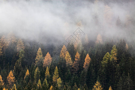 雾中的秋天自然背景森林图片