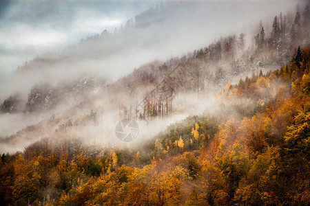 秋天有雾的森林背景图片