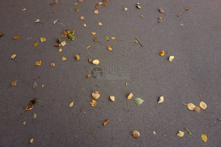 城市柏油路上的黄色秋叶图片