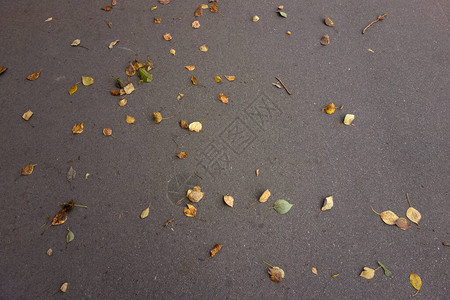 城市柏油路上的黄色秋叶图片