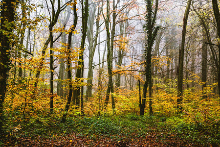秋天美丽的雾林图片