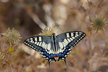 Papiliomachaon蝴蝶在图片