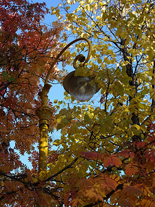 在节日的秋天黄色和红色的树叶中的黄色路灯映衬着蓝天图片