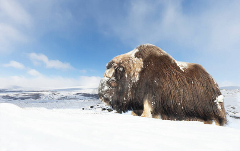 站在雪地上挪威冬天一只雄图片