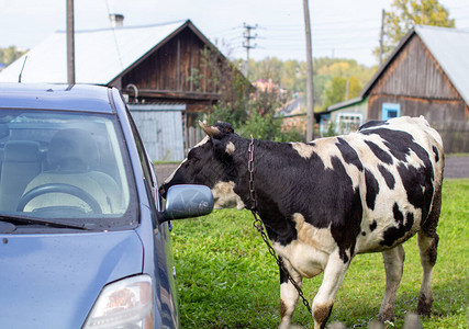 一头斑驳的母牛好奇地嗅着绿草地上的汽车一头产奶的牛农业产乡下的生活图片